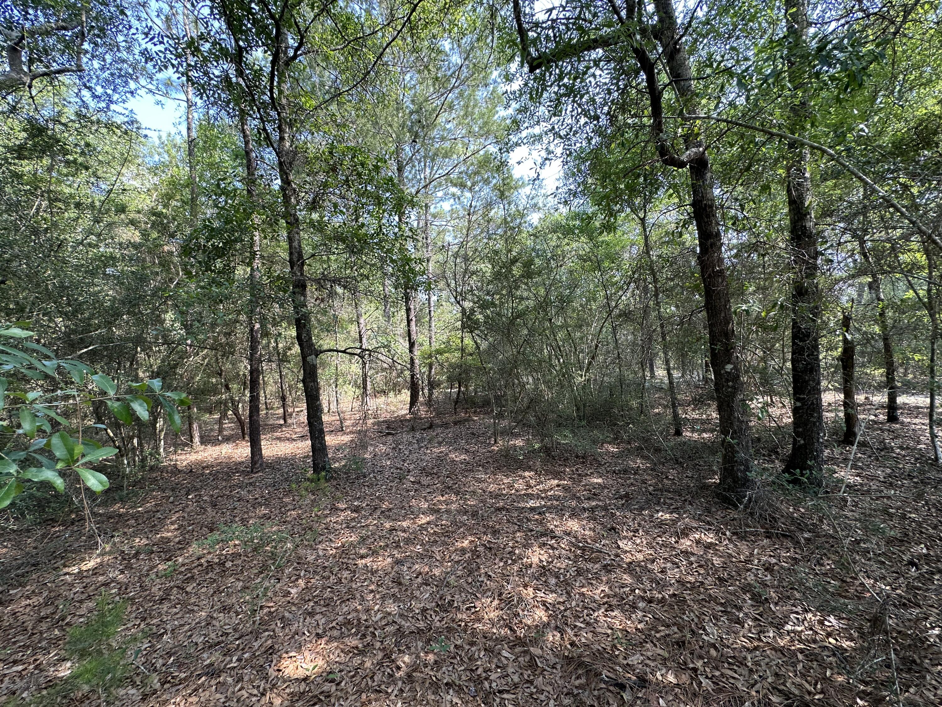 5570 Mt Olive Road Crestview, FL 32539 - Photo 5 of 34 a view of a forest with trees in the background