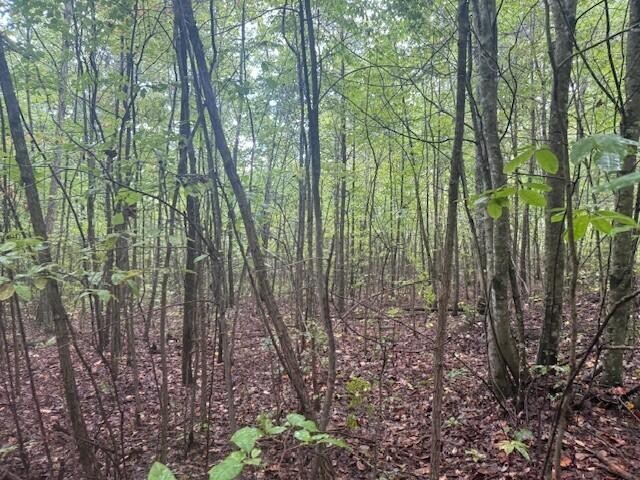 13 Sawmill Road Palmer, TN 37365 - Photo 12 of 16