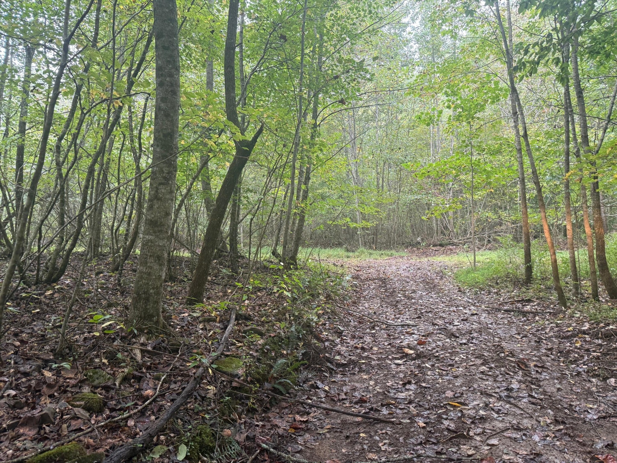 13 Sawmill Road Palmer, TN 37365 - Photo 13 of 16