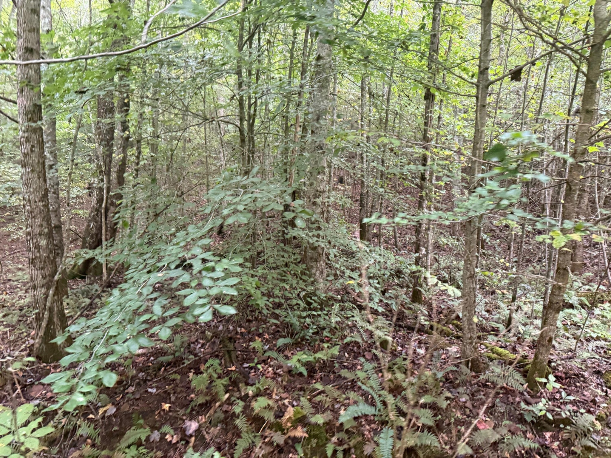 13 Sawmill Road Palmer, TN 37365 - Photo 15 of 16