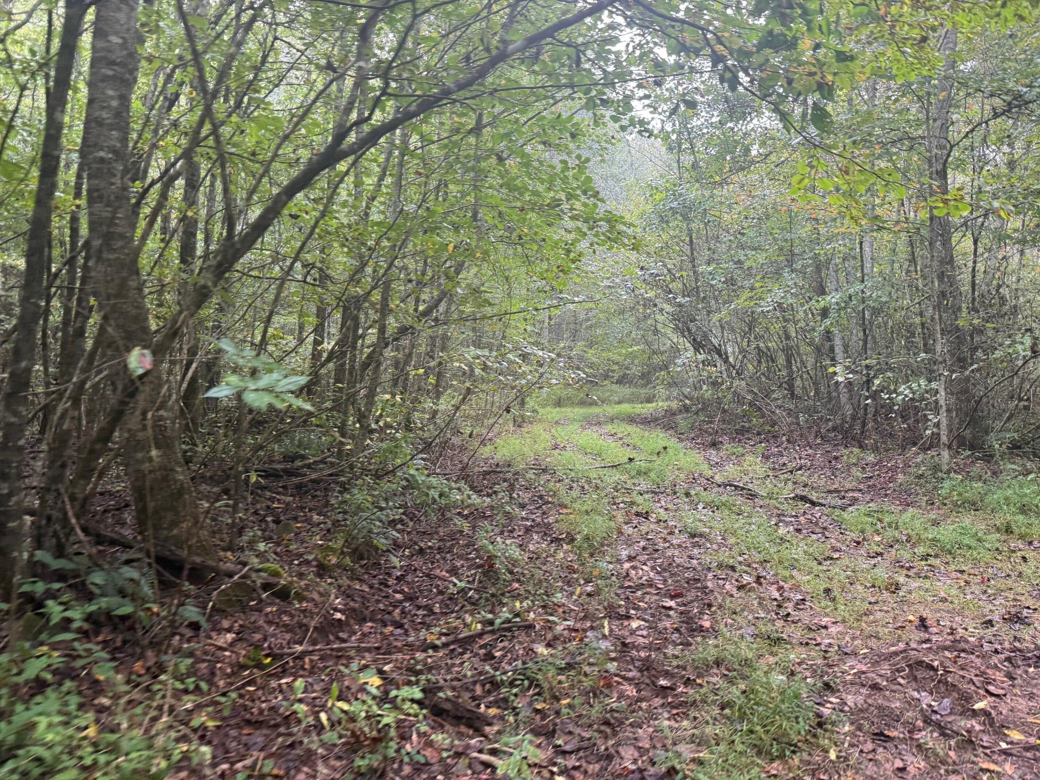 13 Sawmill Road Palmer, TN 37365 - Photo 3 of 16