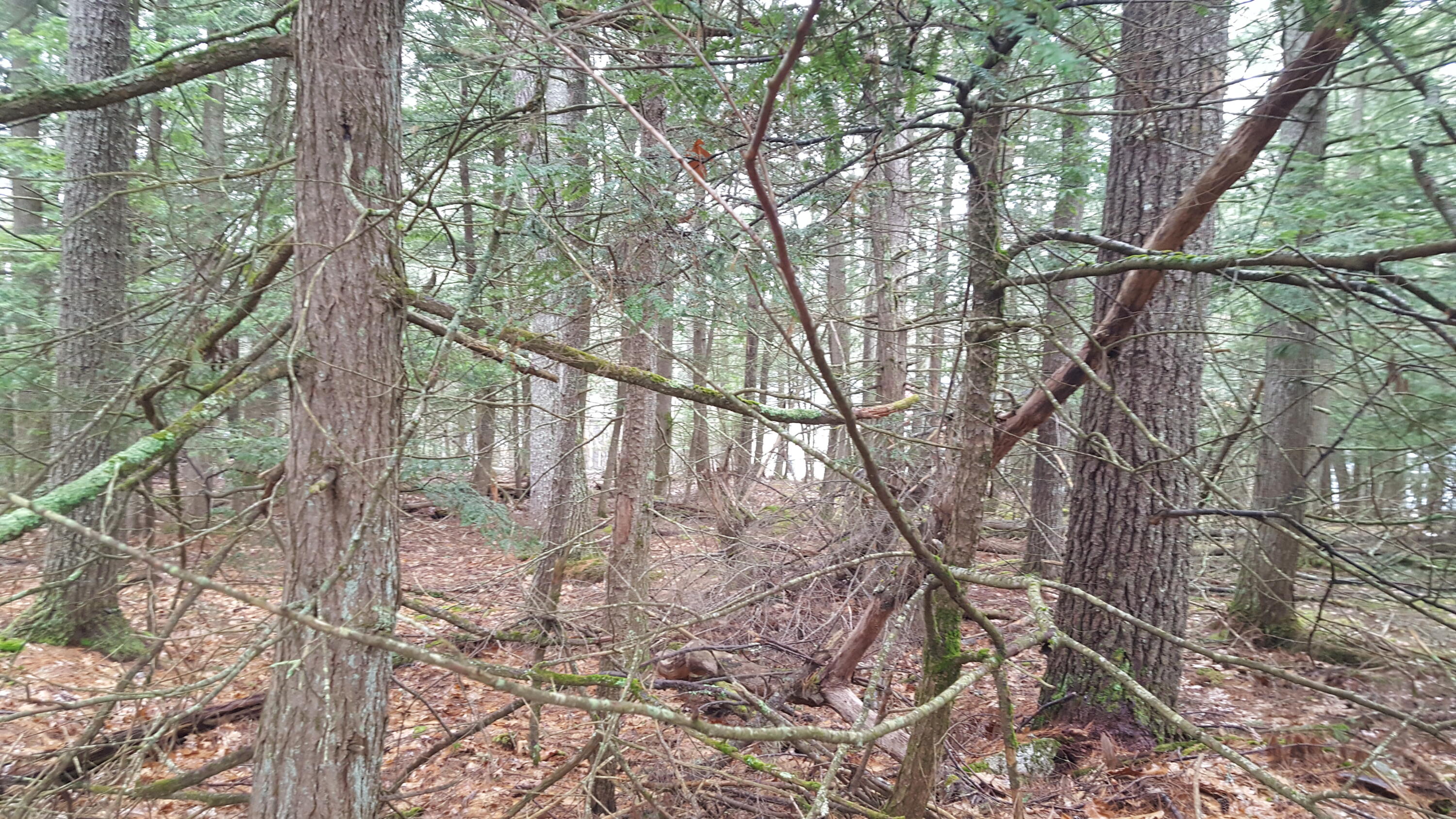 53 Johnson Road Windham, ME 04062 - Photo 10 of 25 20250320_114950