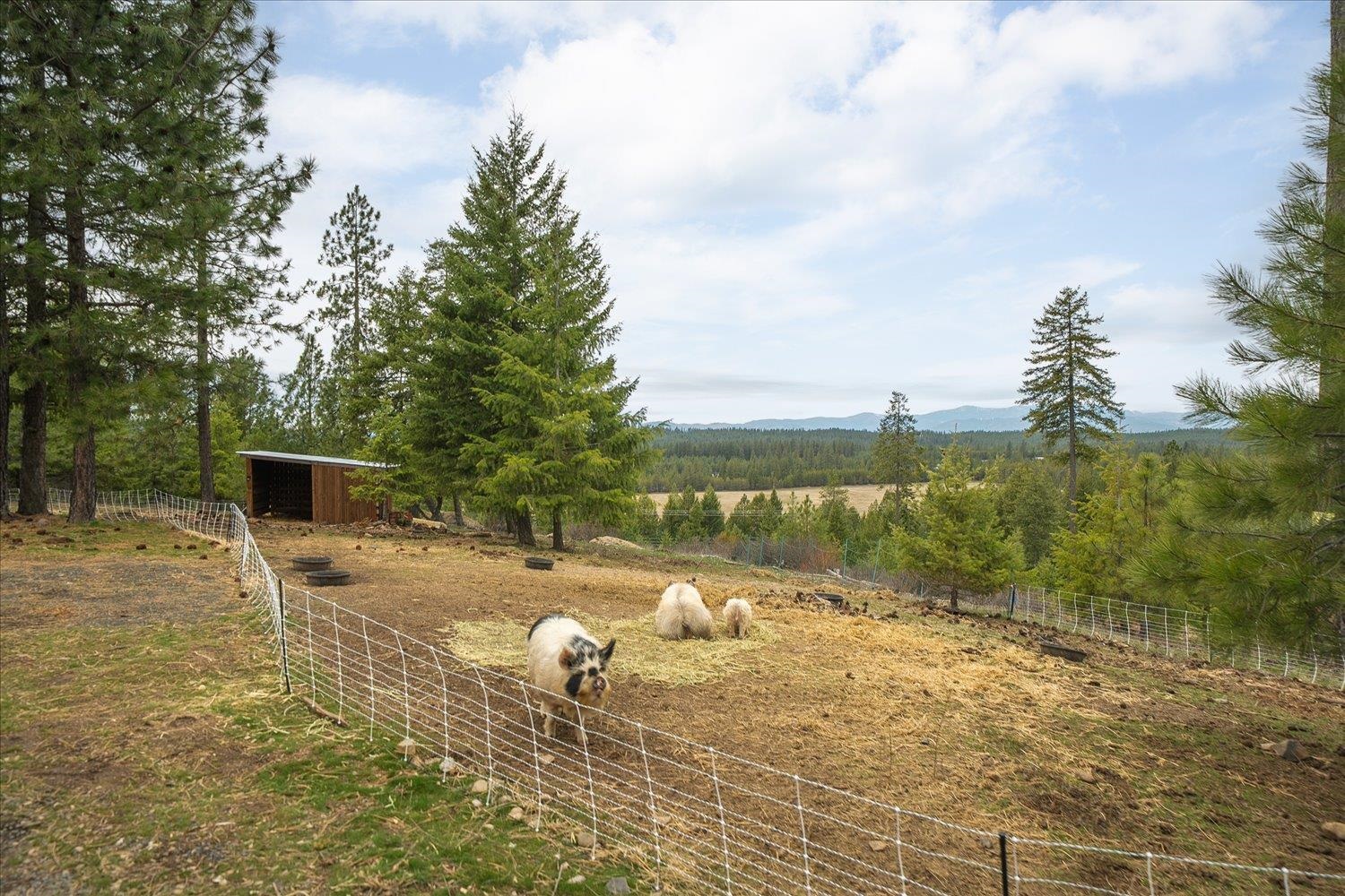 3977B Gardenspot Road Loon Lake, WA 99148 - Photo 9 of 43 Gallery Image 9