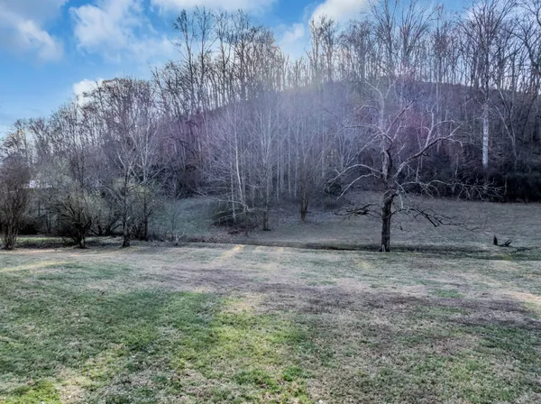 a view of a yard with trees