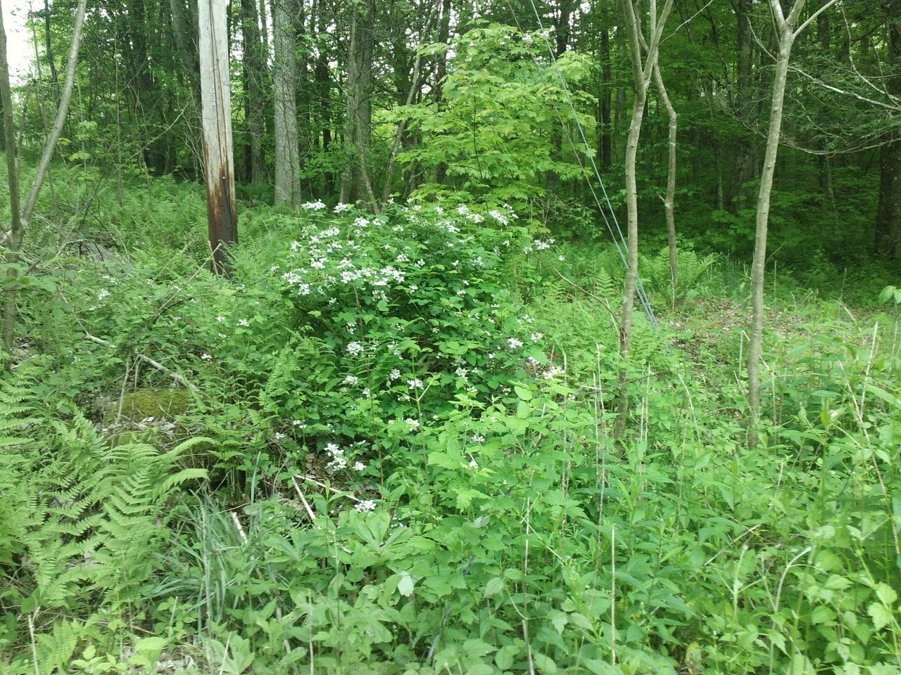 Patterson Mountain Rd Meadow Bridge Meadow Bridge, WV 25976 - Photo 8 of 20 Blackberry bushes
