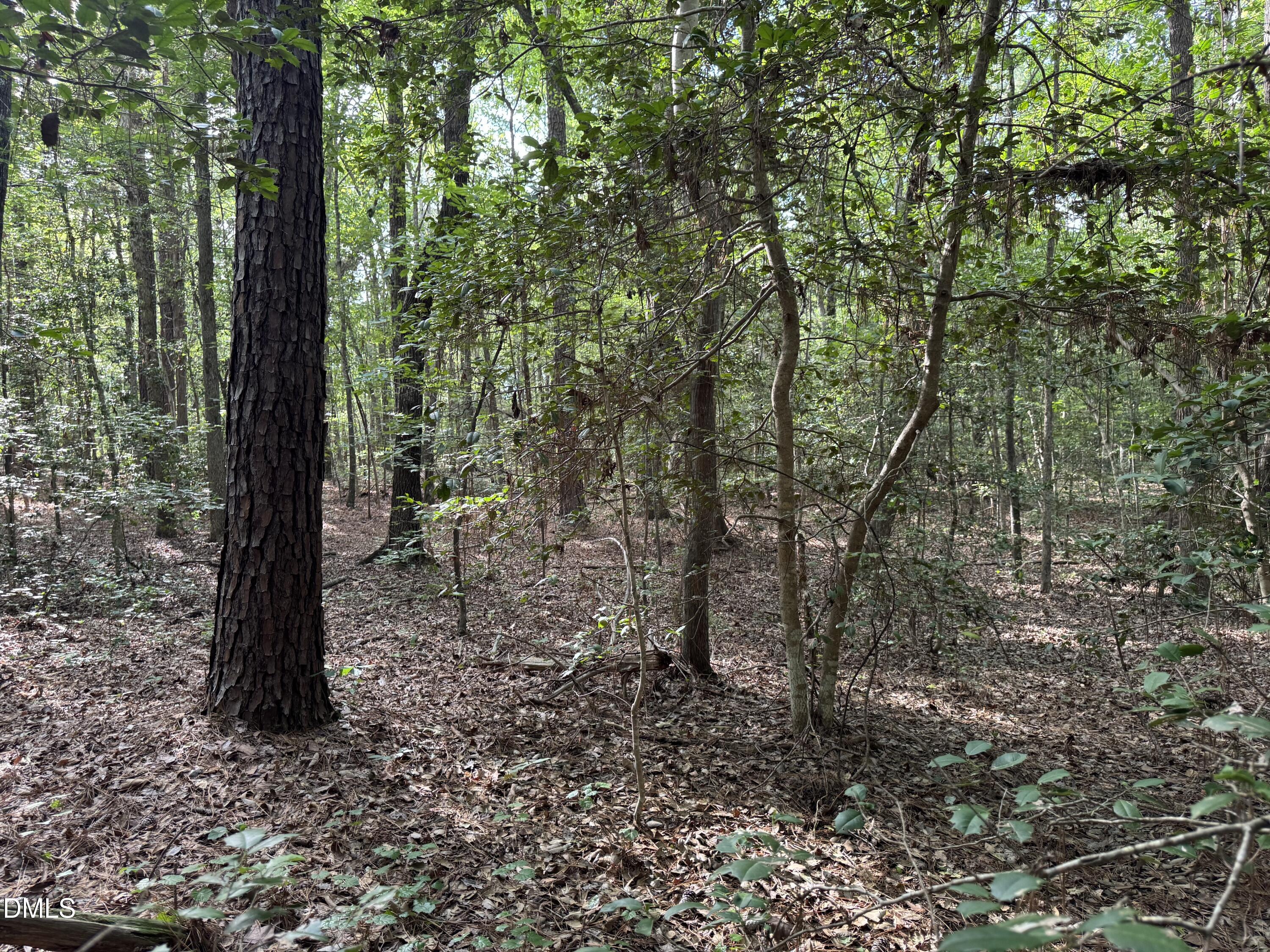 Tbd Alton Road Eagle Springs, NC 27242 - Photo 6 of 10 a view of a forest with trees