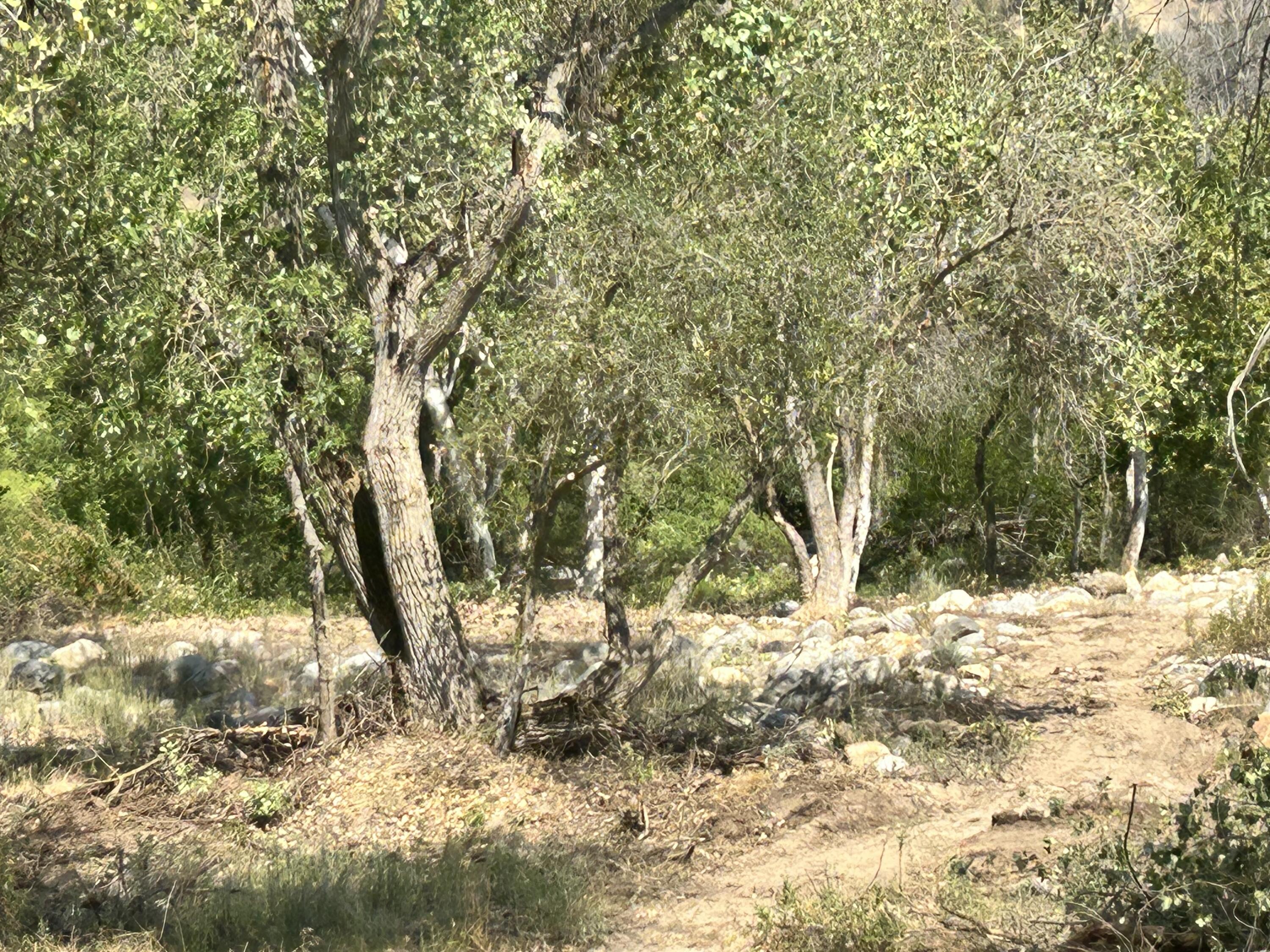 42001 North Fork Drive Three Rivers, CA 93271 - Photo 10 of 18