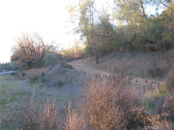 a view of a dry yard with trees