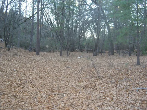 a view of a forest with trees in the background