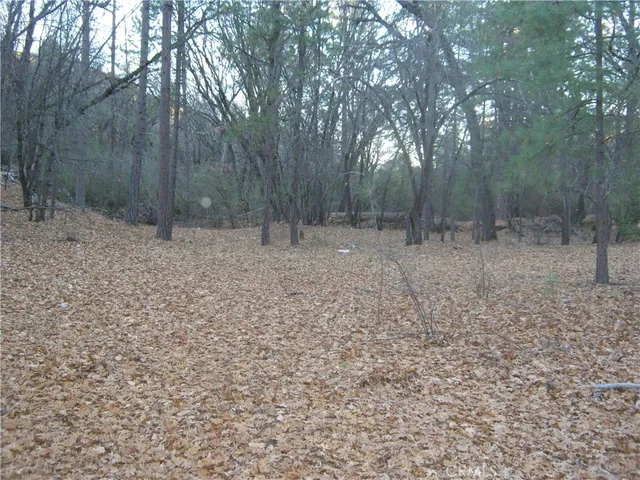 a view of a forest with trees in the background