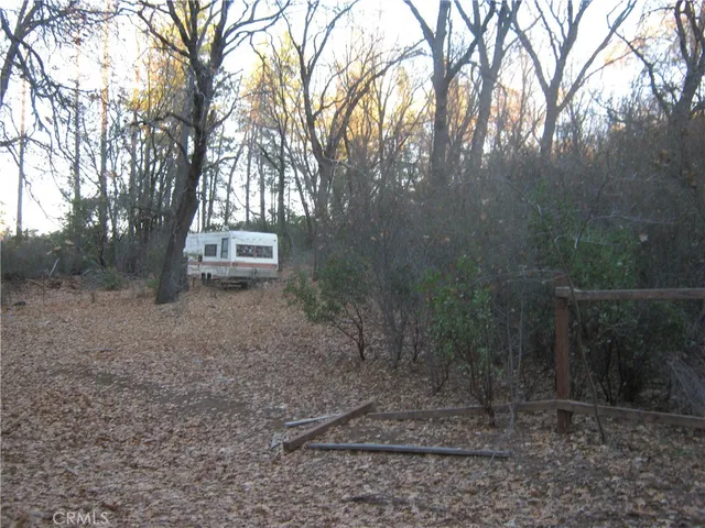 a view of a forest with trees in the background