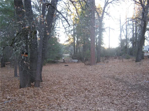 a view of a forest with trees