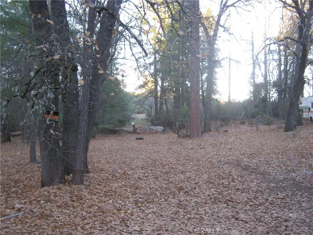 a view of a forest with trees