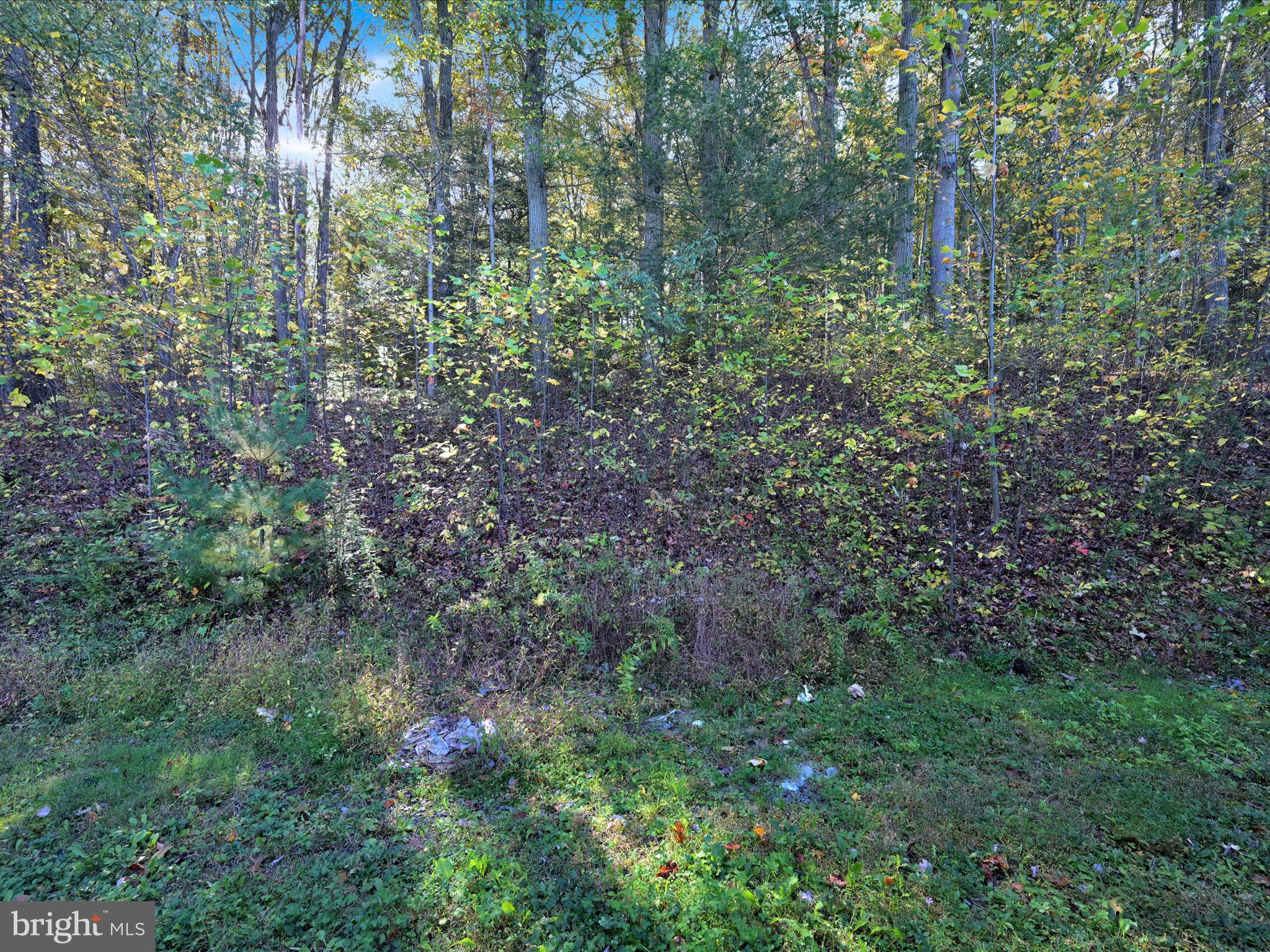 148 Mexico Road Pine Grove, PA 17963 - Photo 33 of 33 a view of a forest