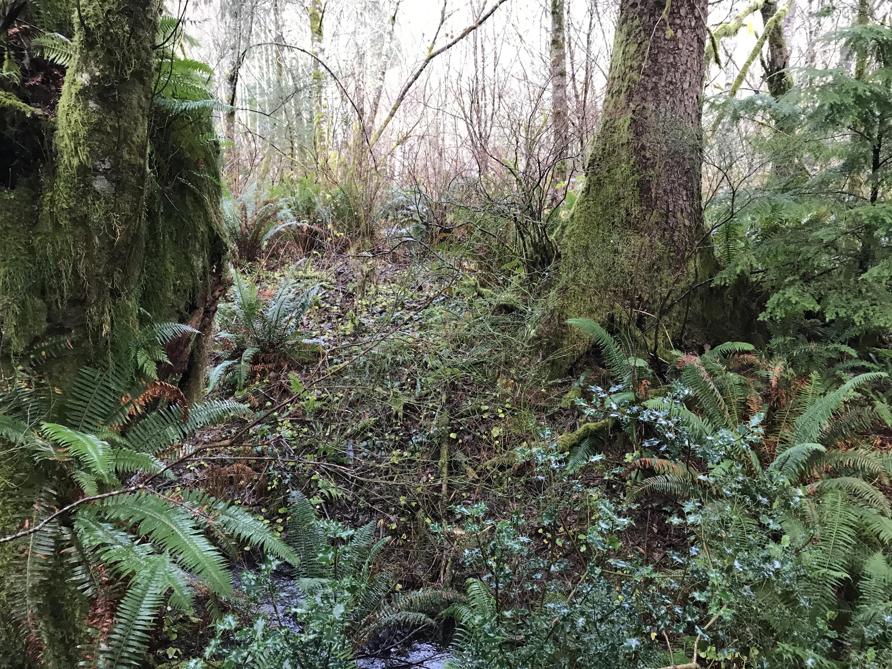 V/l Miami Foley Road Nehalem, OR 97131 - Photo 11 of 21 Lot