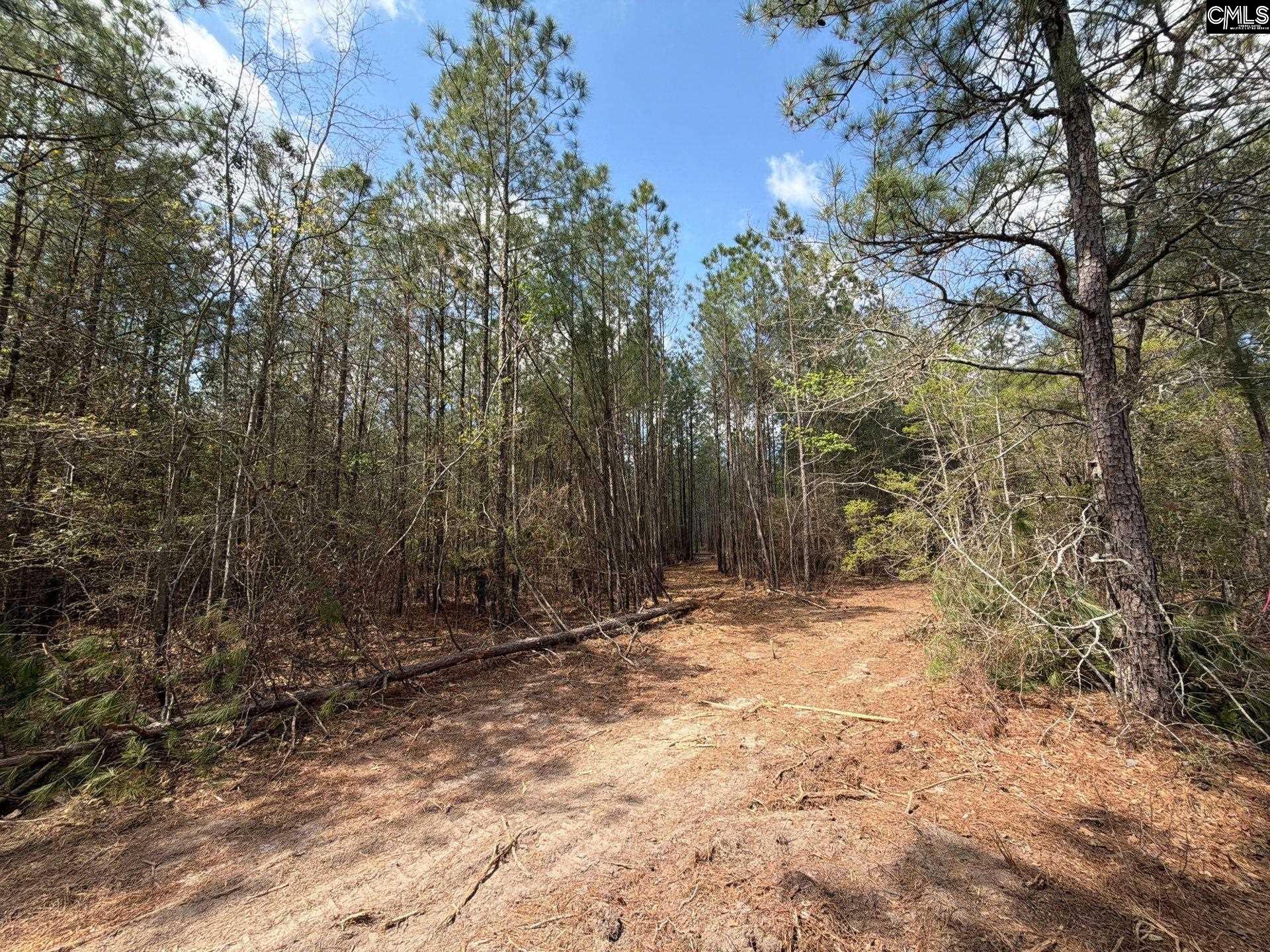 4 Mt Calvary Rd Ridge Spring Ridge Spring, SC 29129 - Photo 28 of 40