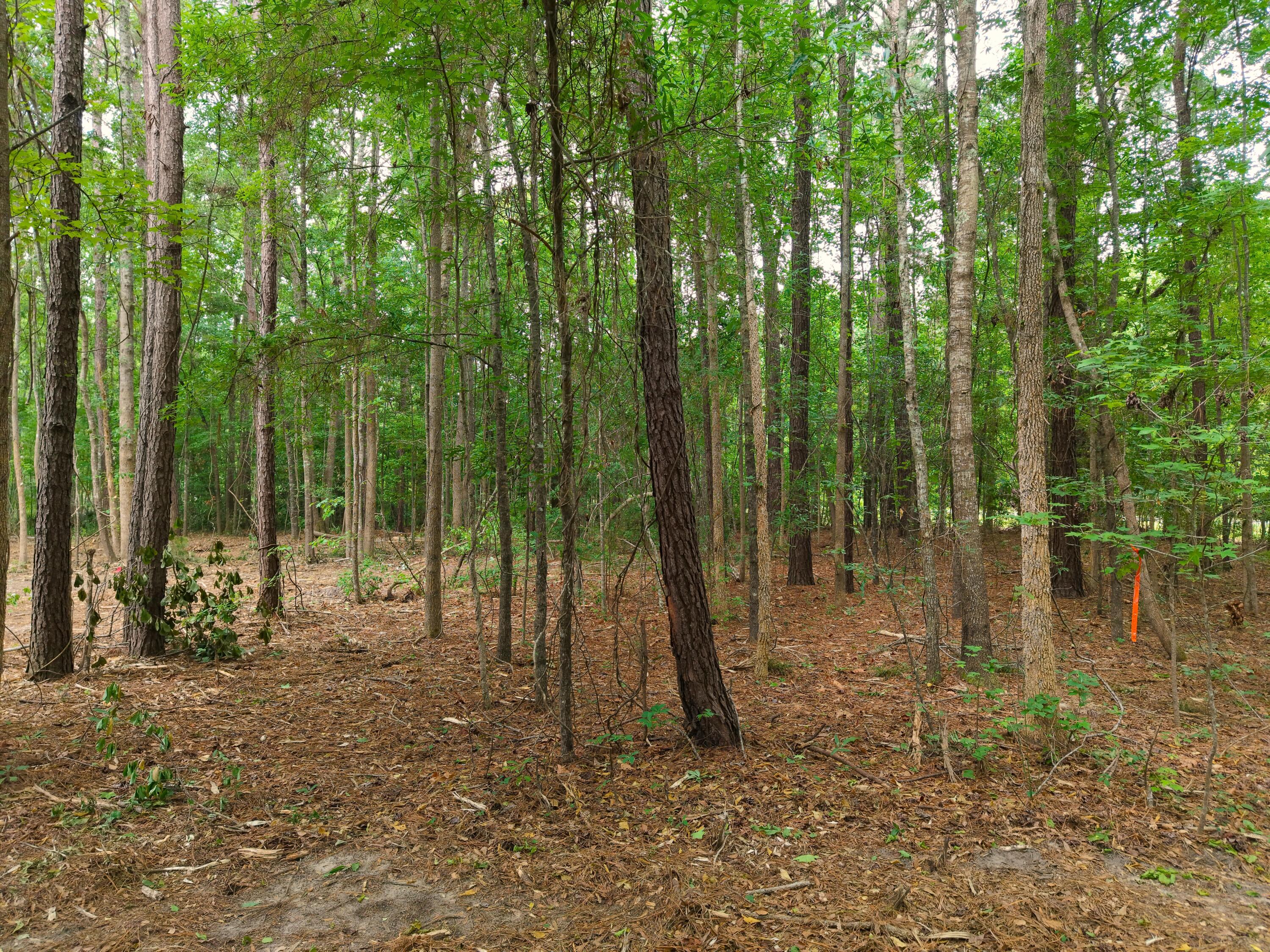 0 Hickory Hill Road Green Pond, SC 29446 - Photo 13 of 20 DJI_20260527155139_0242_D