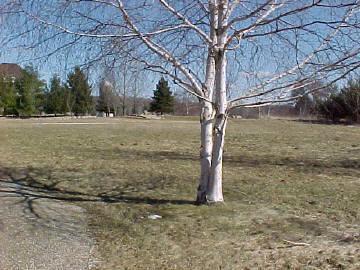 8749 North Coldwater Road Lake, MI 48632 - Photo 4 of 4 Additional Photo