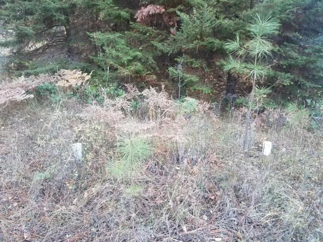 12 Alberta Road Cusick, WA 99119 - Photo 8 of 14