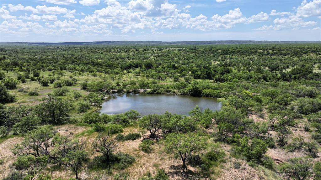 2850 County Road 122 Moran, TX 76464 - Photo 9 of 13 a view of a bunch of trees and bushes