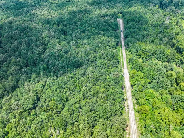 a view of a lush green forest