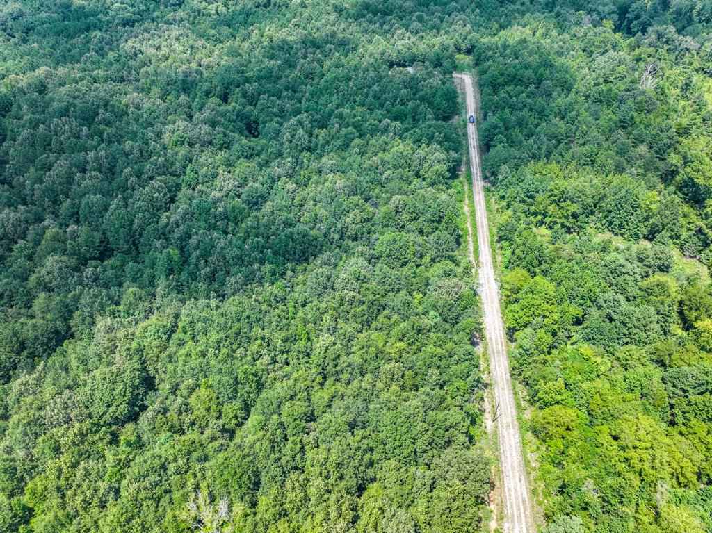 109 3900th Road Gilmer, TX 75644 - Photo 35 of 35 a view of a lush green forest