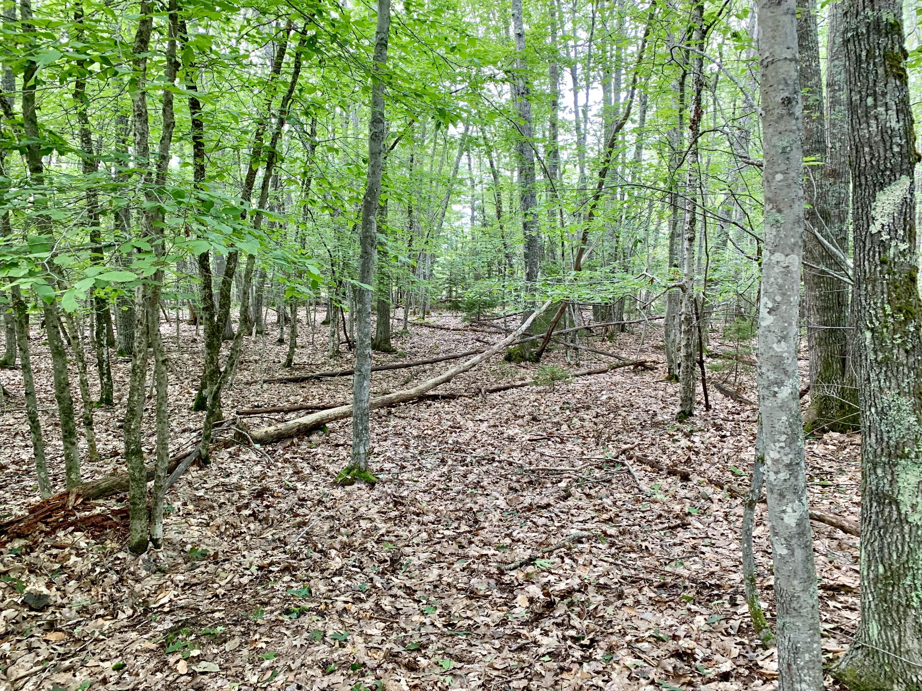 0 Leaches Point Road Orland, ME 04472 - Photo 17 of 23 20190912_184857293_iOS