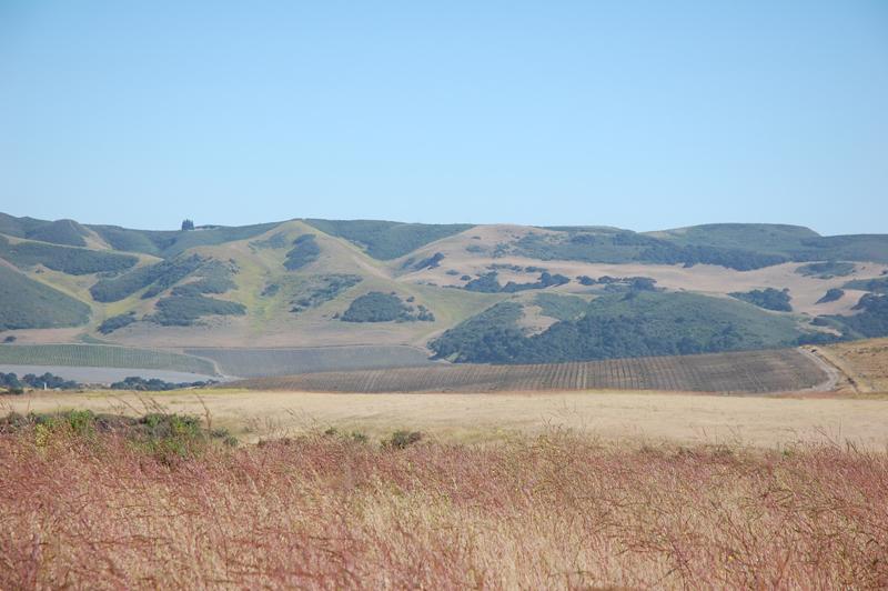 21 Sweeney Road Lompoc, CA 93436 - Photo 3 of 5 42 Acres of Vineyard Land
