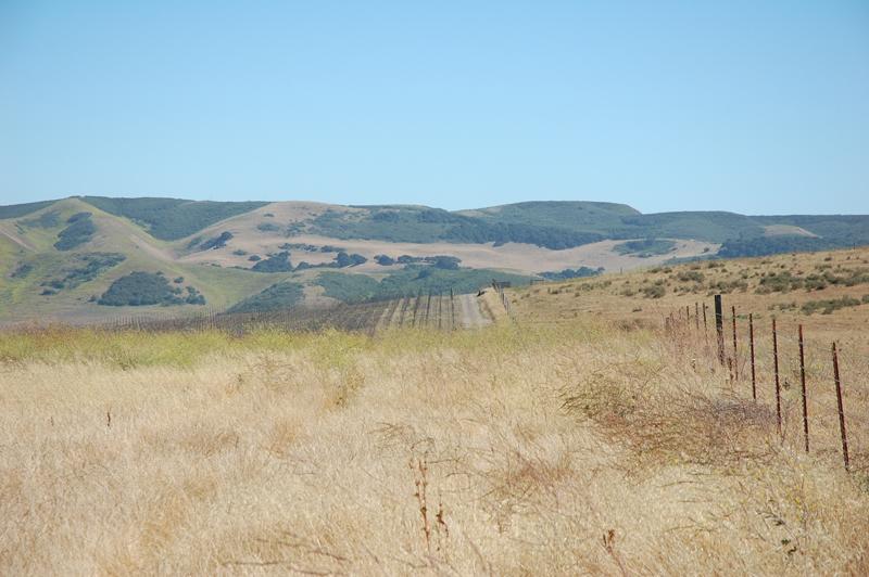 21 Sweeney Road Lompoc, CA 93436 - Photo 5 of 5 42 Acres of Vineyard Land