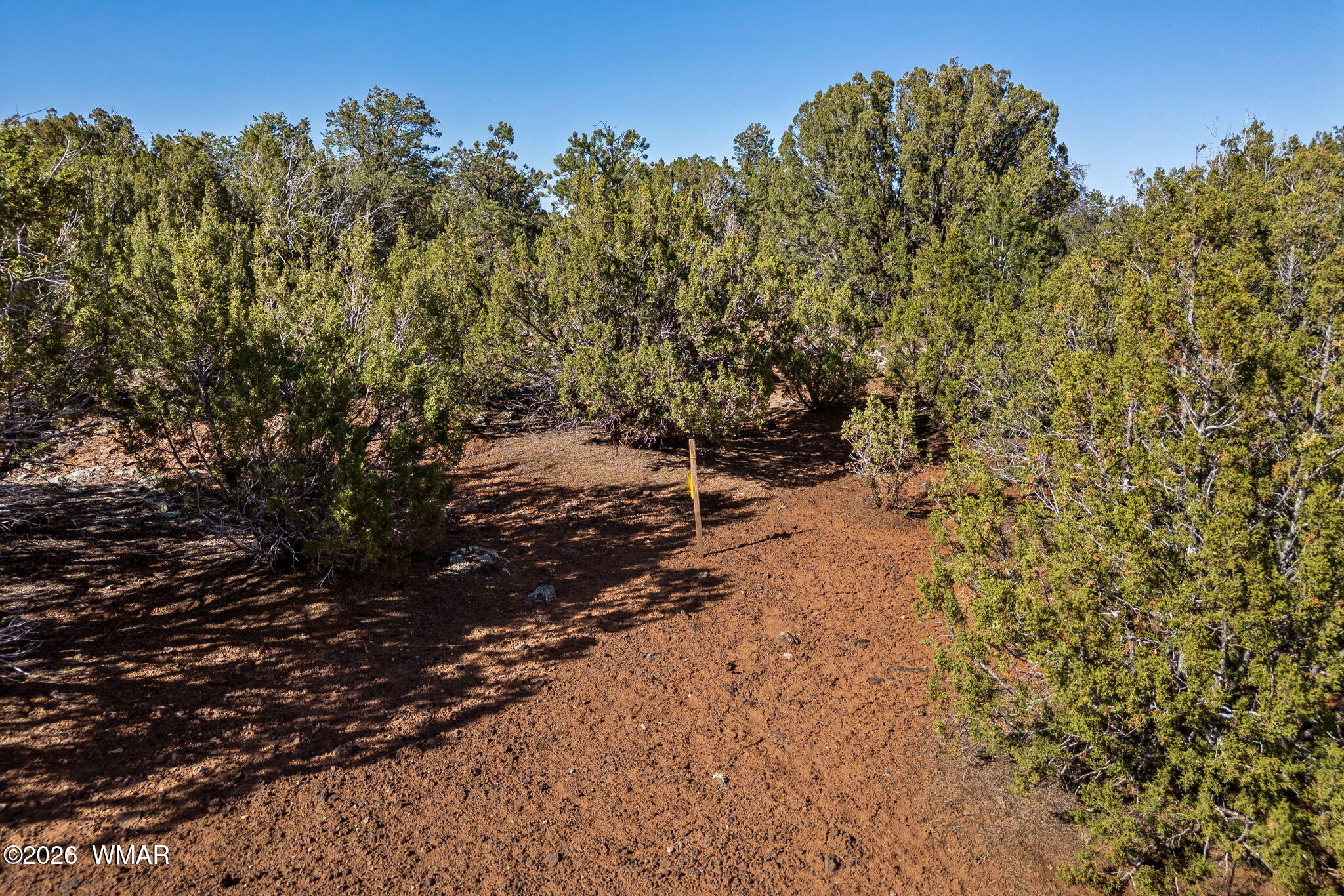 233 Co Concho, AZ 85924 - Photo 14 of 18 a view of a yard with a tree