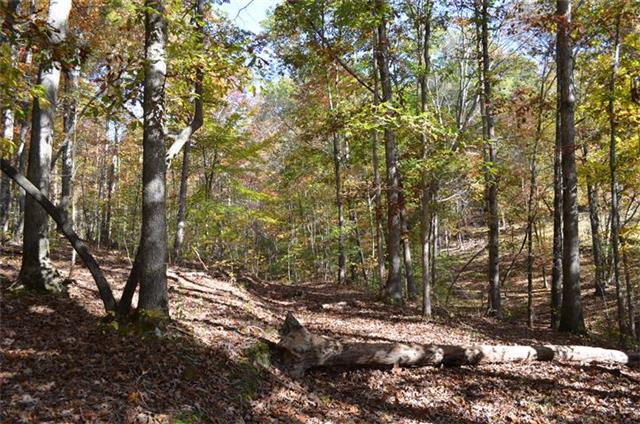 168 Whitehead Road Hohenwald, TN 38462 - Photo 2 of 11 Mature Hardwoods
