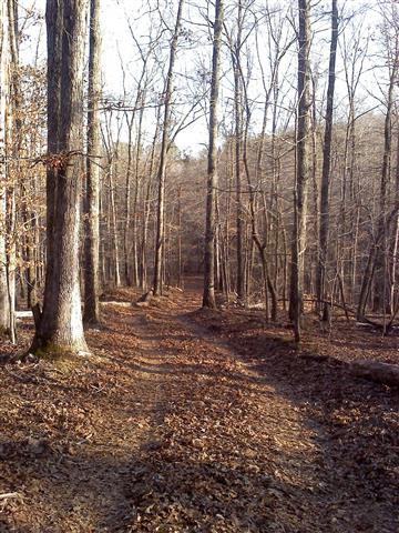 168 Whitehead Road Hohenwald, TN 38462 - Photo 9 of 11 Woods Road Thru Property