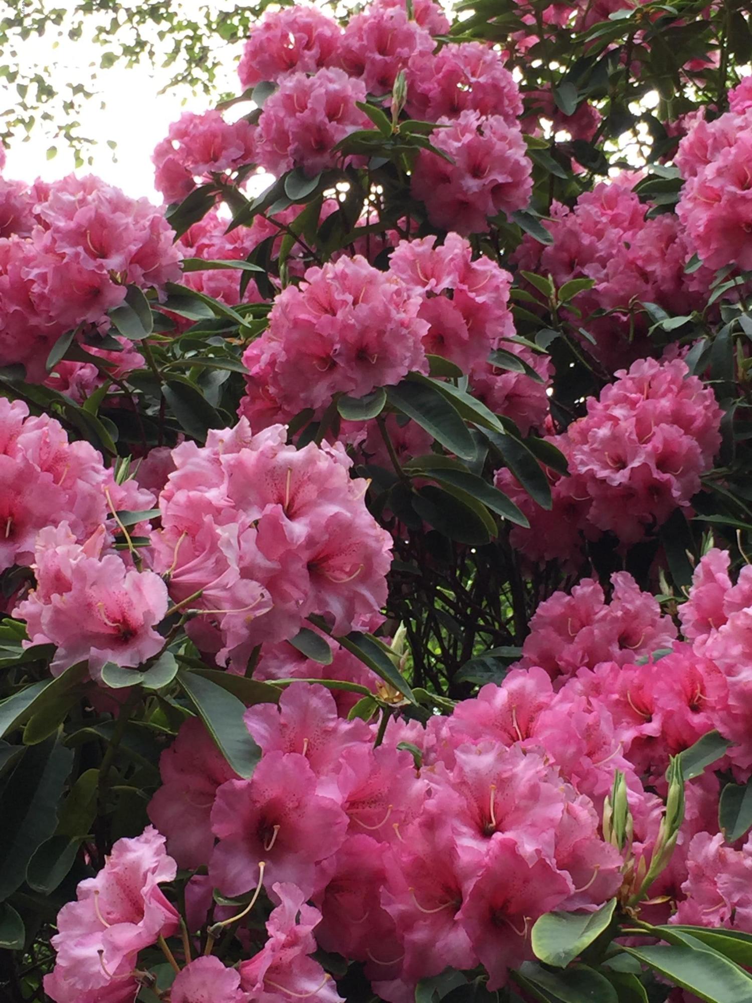 122 Reeves Circle Yachats, OR 97498 - Photo 33 of 40 rhododendron