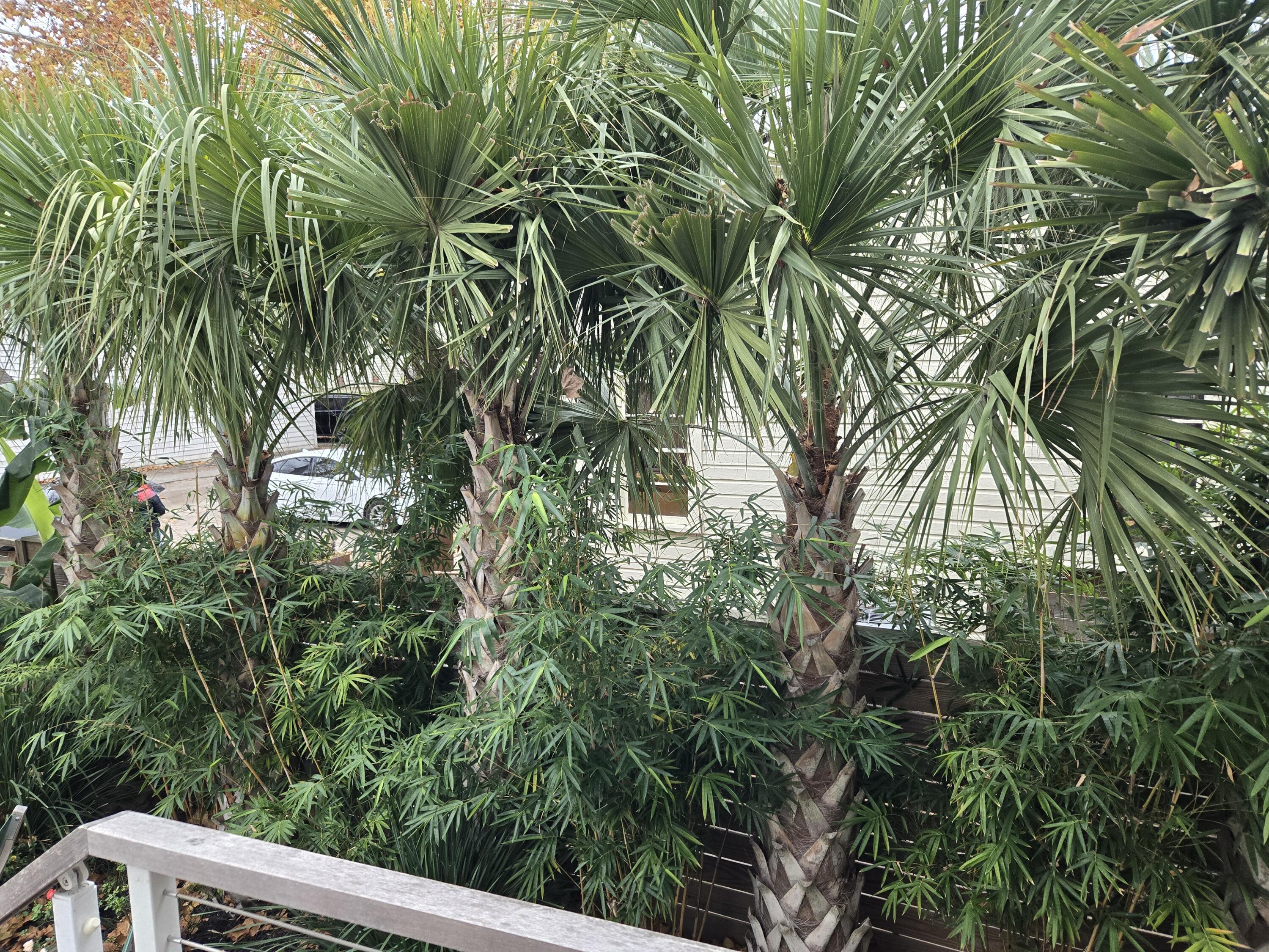 7 Carrere Court Charleston, SC 29403 - Photo 37 of 59 Palmettos Provide Privacy