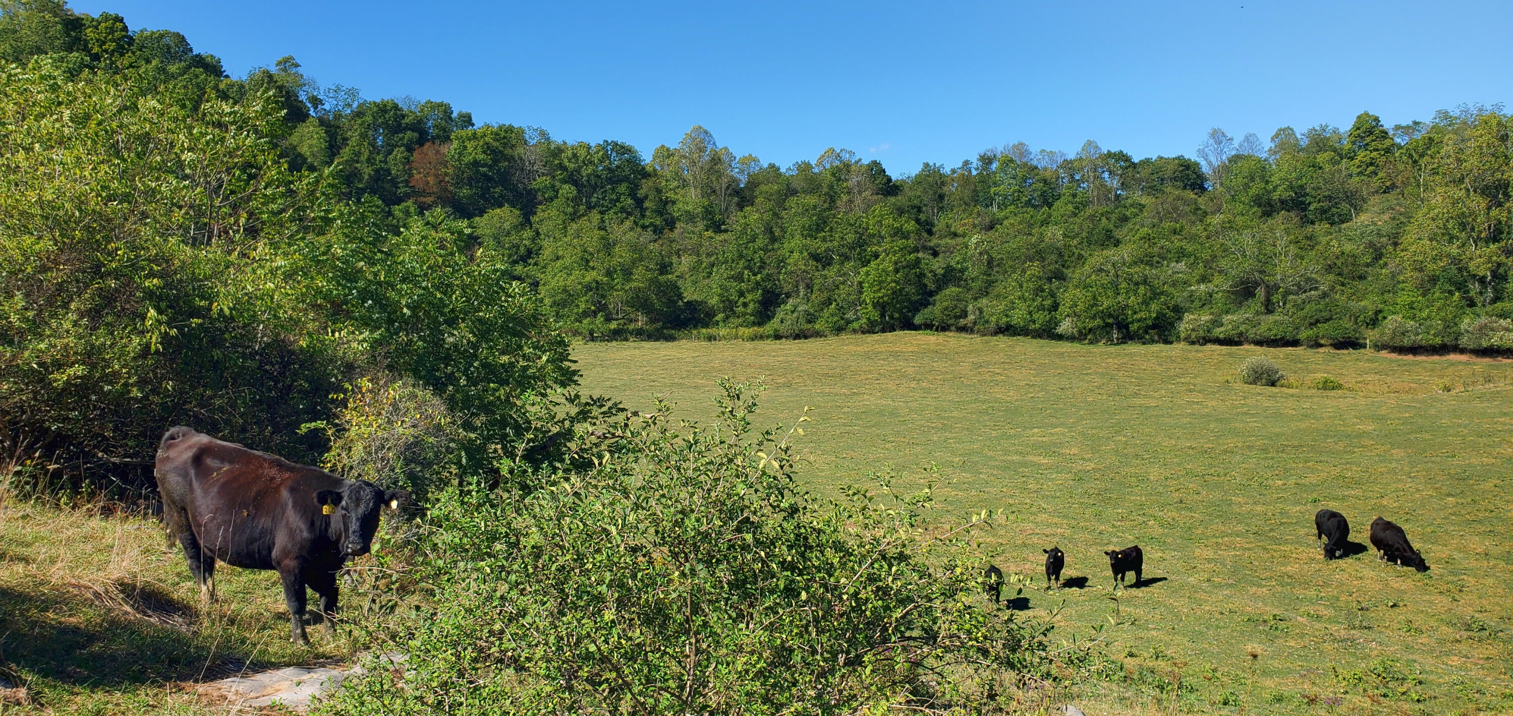 Davis Stuart Road Lewisburg, WV 24901 - Photo 39 of 72 Gallery Image 39