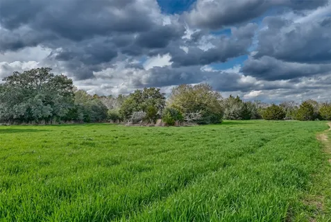 a view of a big yard with plants and large trees