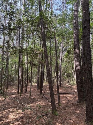 Tbd Old Whiteoak Road Saratoga, TX 77585 - Photo 2 of 6