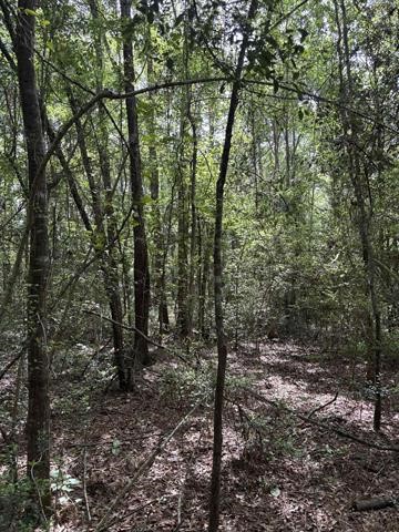 Tbd Old Whiteoak Road Saratoga, TX 77585 - Photo 3 of 6