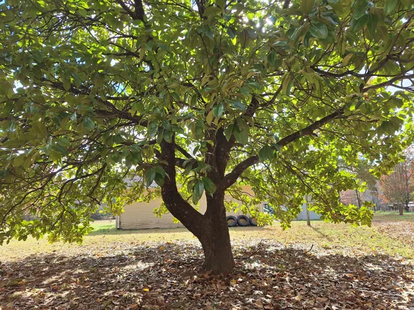 $169,900 | 538 Mt Nebo Road, Iron City, TN 38463