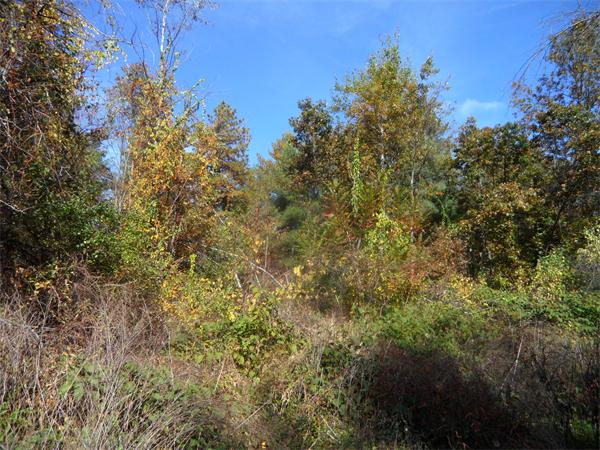 Lot 3 Wales Road Monson, MA 01057 - Photo 10 of 25 Gallery Image 10