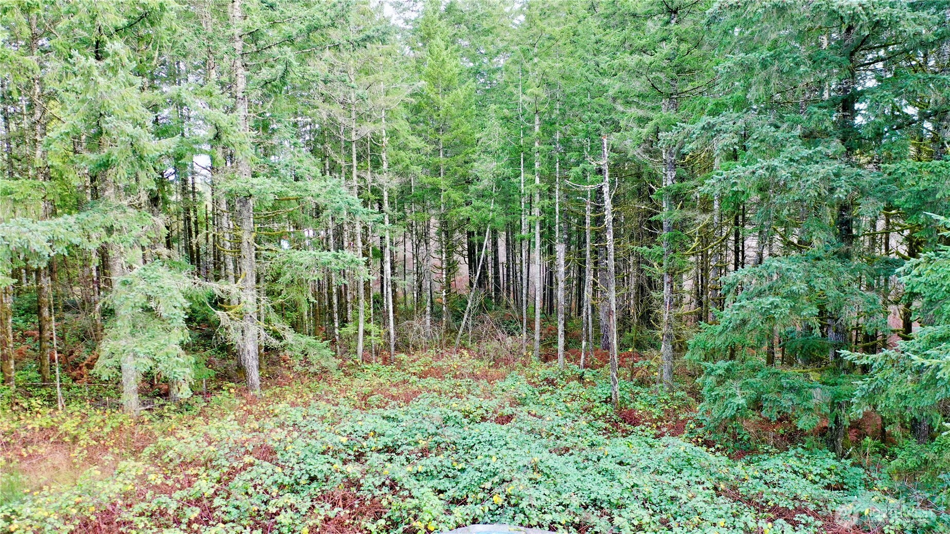 10185 May Ranch Lane Southwest Port Orchard, WA 98367 - Photo 11 of 14 a view of small garden with plants and trees
