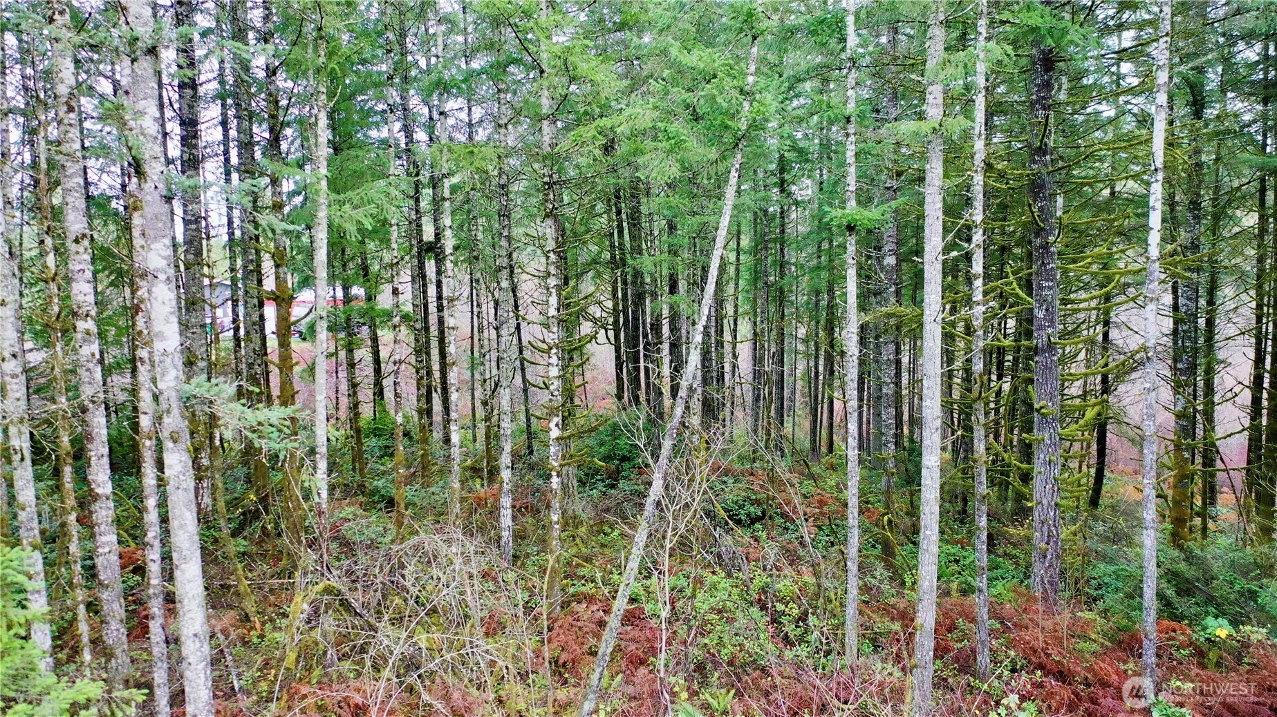 10185 May Ranch Lane Southwest Port Orchard, WA 98367 - Photo 13 of 14 a view of forest