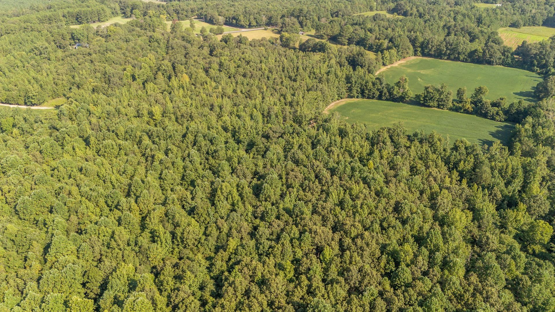 2395 Pocahontas Road Pocahontas, TN 38061 - Photo 23 of 38 a view of a bunch of trees and bushes