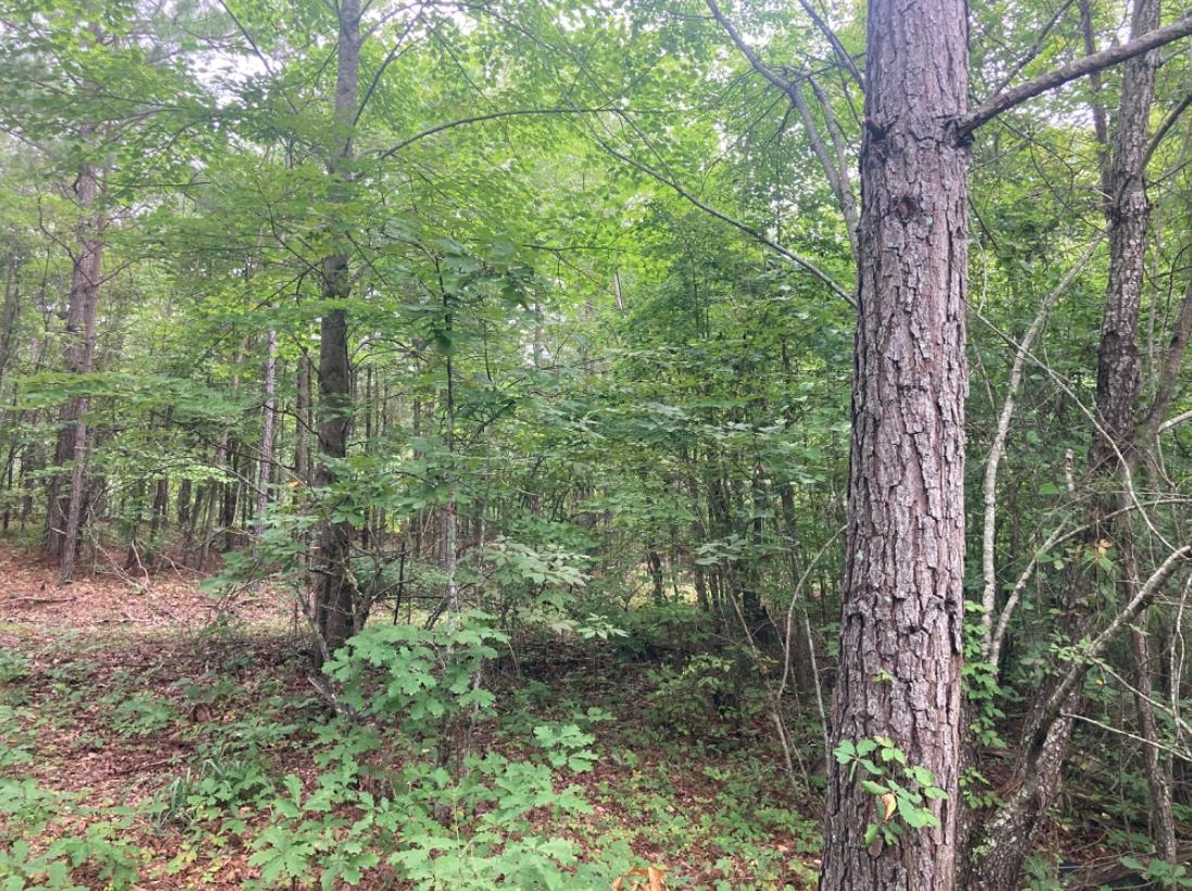4175 Friendship Road Ramer, TN 38367 - Photo 3 of 5 View of landscape