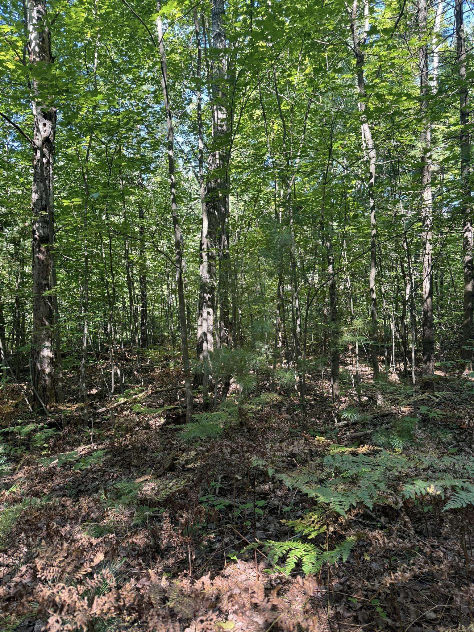 0 Raymo Road South Boardman, MI 49680 - Photo 8 of 59