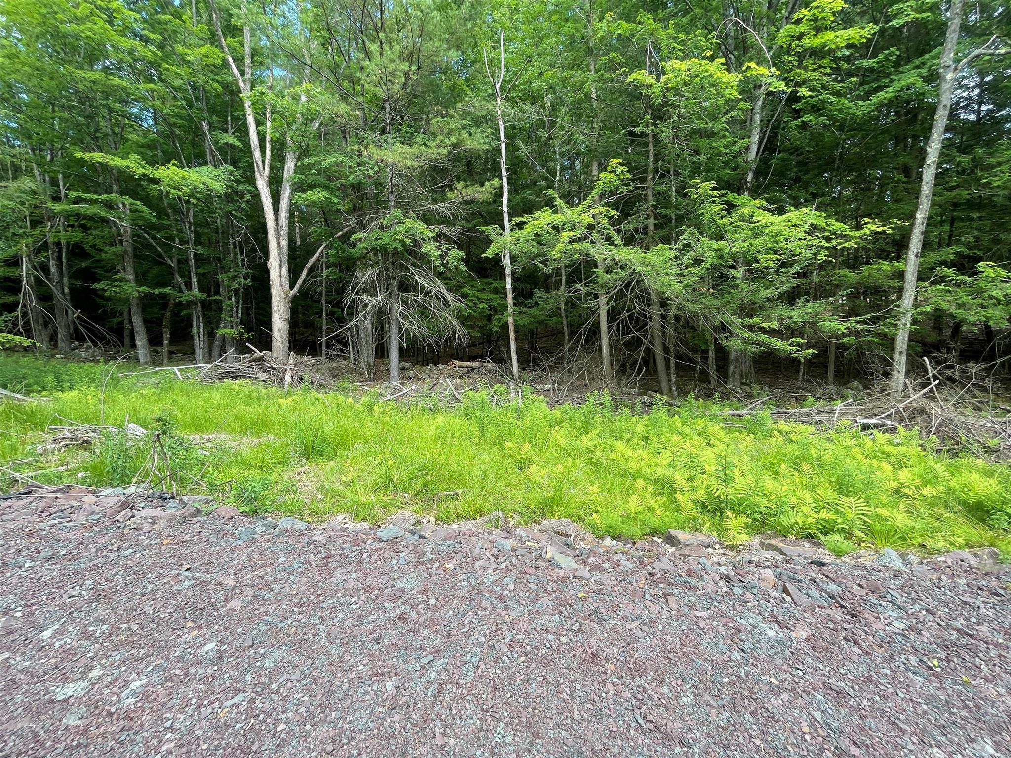Tbd Boulder Brook Road Windham, NY 12496 - Photo 12 of 49 a view of a backyard with plants and large trees