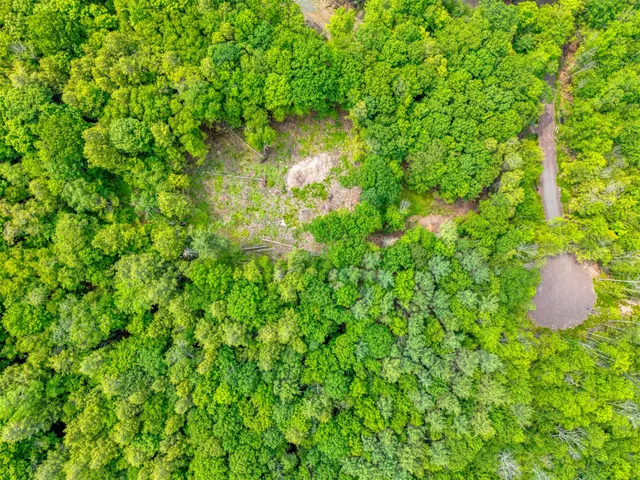a view of a lush green forest with a mountain