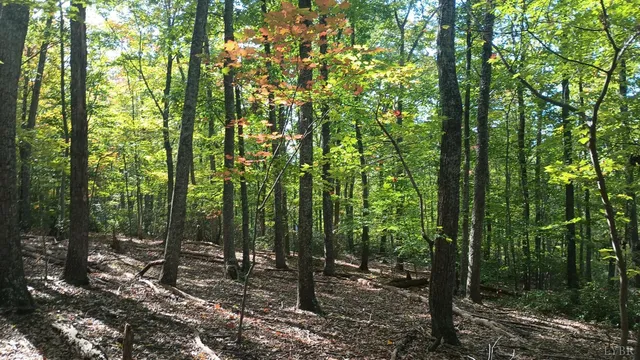 a view of outdoor space and trees