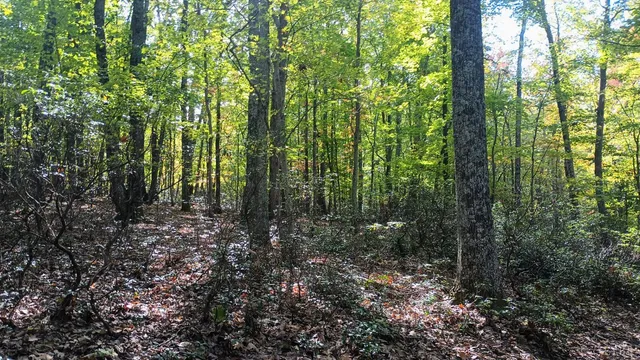 a view of outdoor space and green space