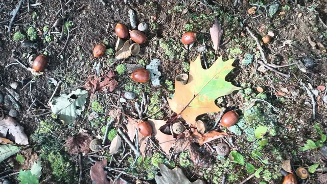 a view of a forest with lots of trees
